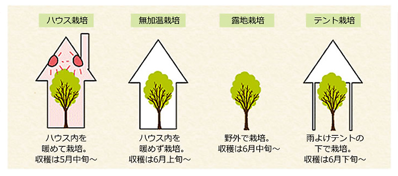 送料無料 父の日秀撰佐藤錦 手詰め1 2kg 清川屋の父の日 清川屋のサクランボ 清川屋のさくらんぼ 清川屋